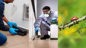 Effective Pest Control Solutions in Southern Highlands: Protect Your Home and Garden